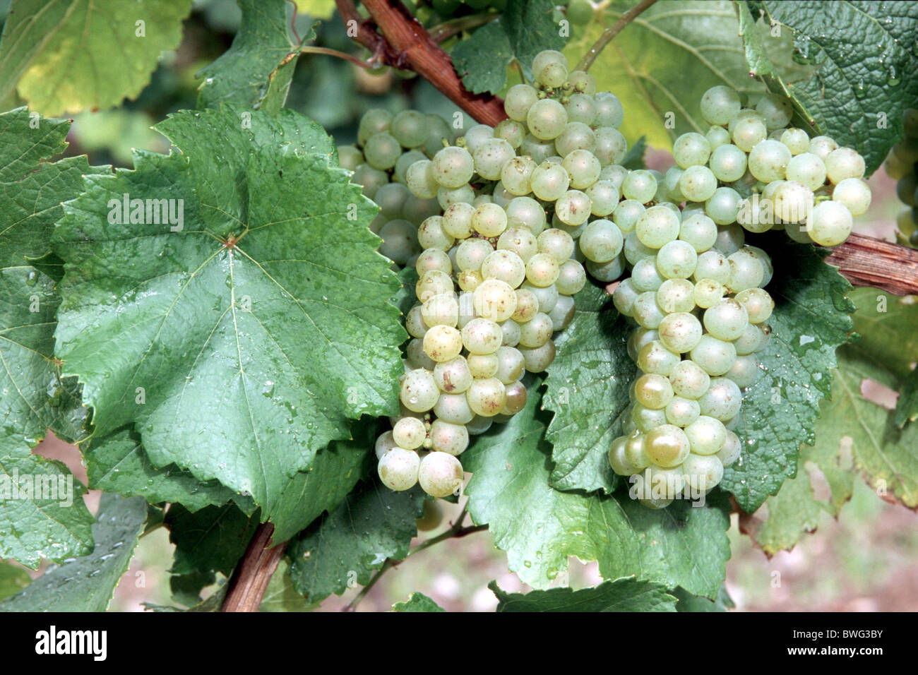 Weinrebe (Vitis Vinifera), Sorte Chardonnay Rebe mit Trauben. Stockfoto