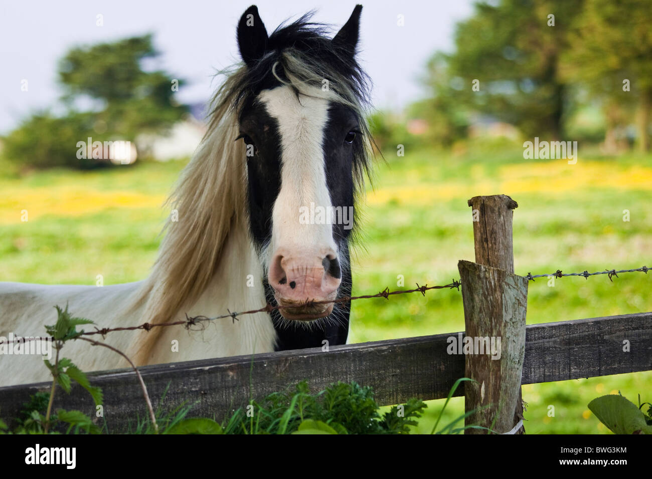 Piebald Pinto Pferd auf Wiese, Irland Stockfoto
