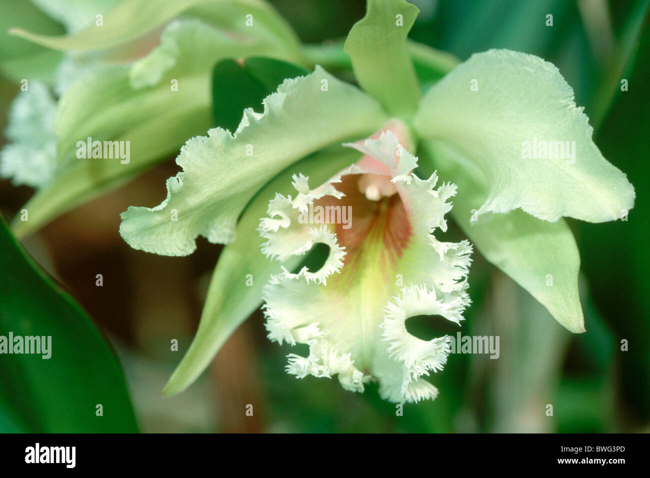 Orchidee (Brassiocattleya Hybrid), grünliche Blüte. Stockfoto