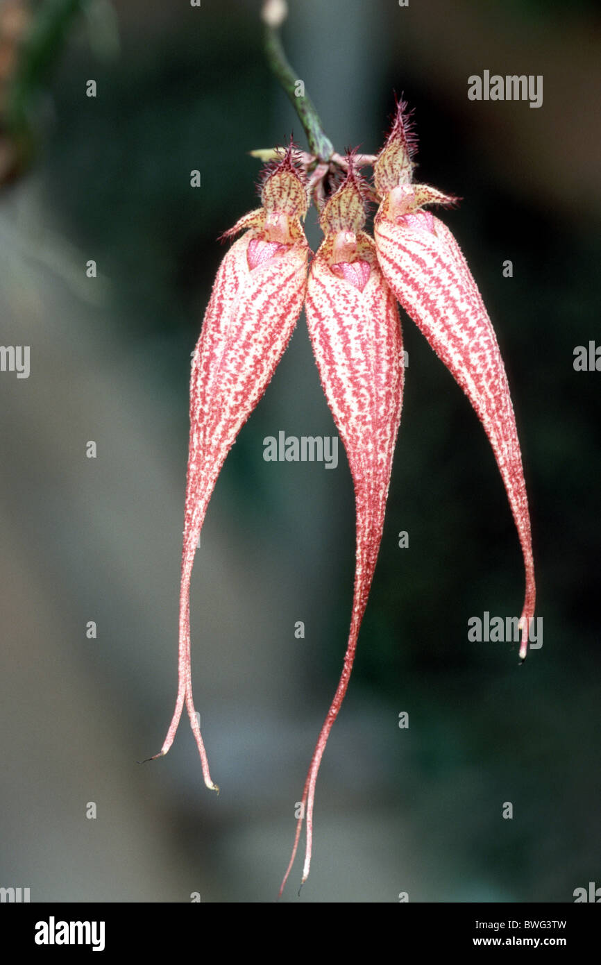 Rothschilds Bulbophyllum (Bulbophyllum Rothschildianum), Blüte. Stockfoto