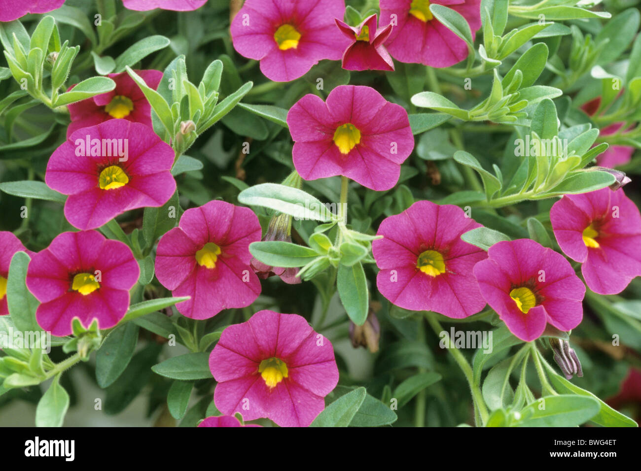 Million Bells (Calibrachoa SP.), Sorte: Cherry Pink, Blüte. Stockfoto