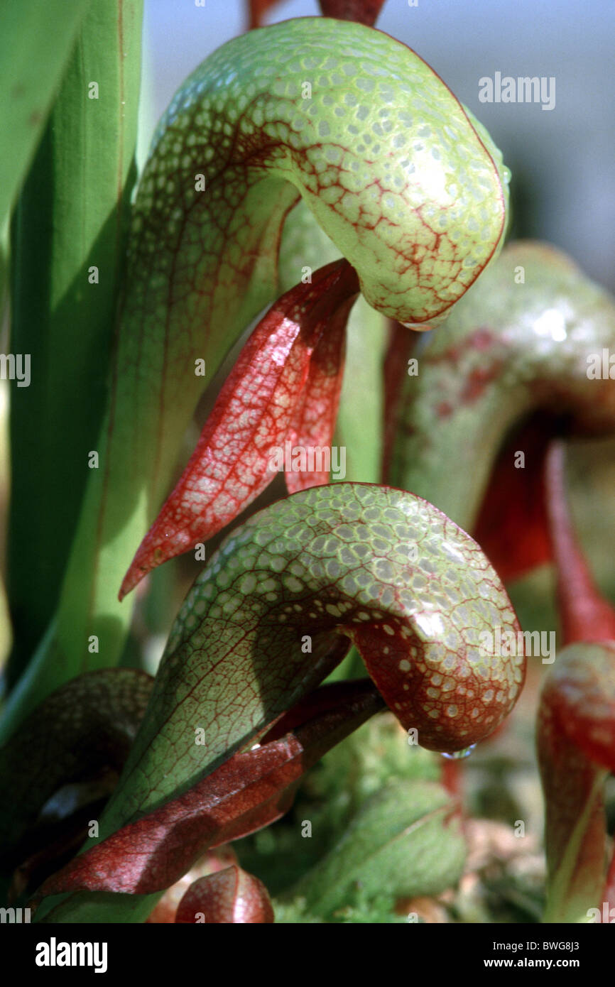 California Pitcher Plant, Cobra Lily, Cobra-Anlage (Darlingtonia Californica), fleischfressende Pflanze, Blätter. Stockfoto