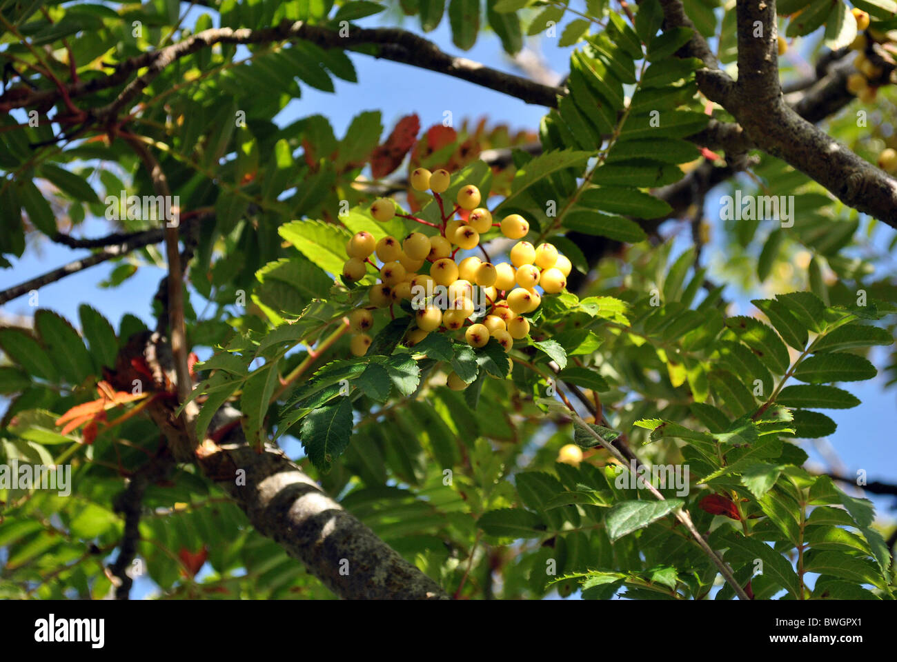 Beeren der Eberesche Stockfoto