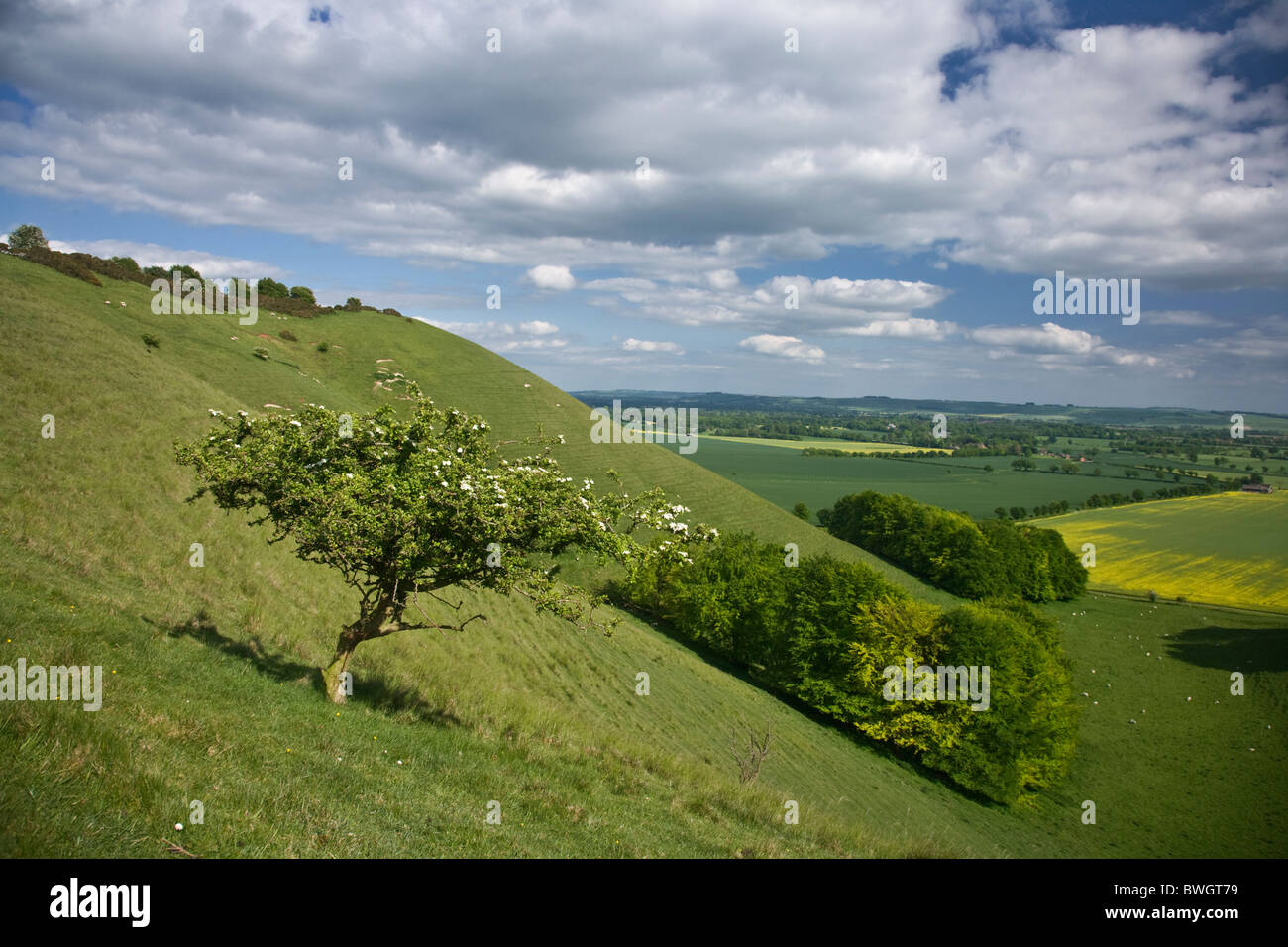 Blick auf Wanderer Hill und Pewsey Downs in Wiltshire an einem klaren Sommertag Stockfoto