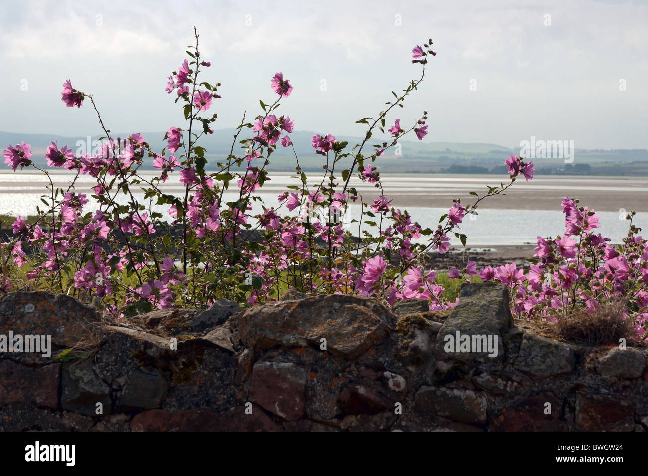 Malve wächst hinter einem Stein Wand heilige Insel Lindisfarne Stockfoto