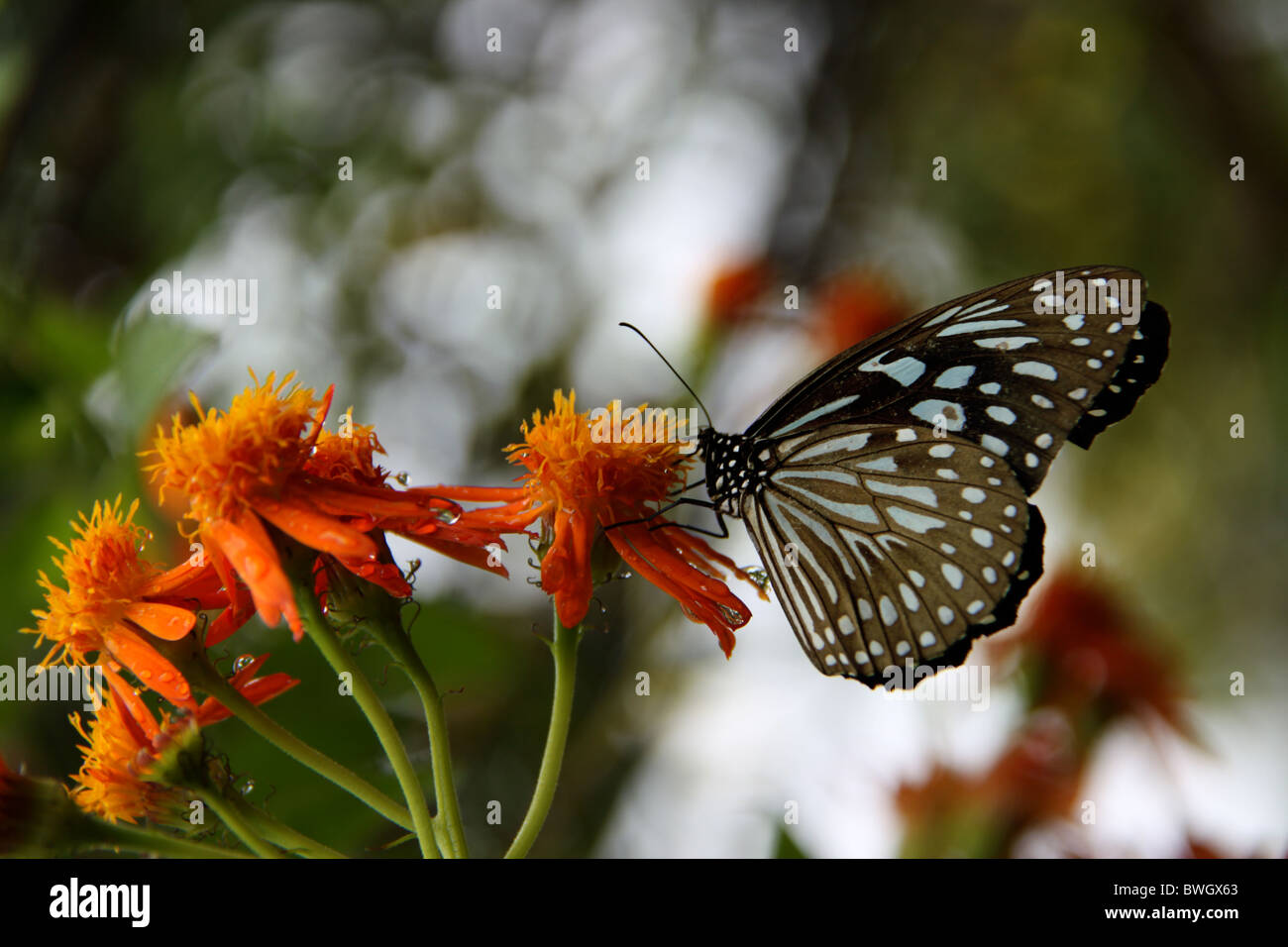 Blaue Tiger Schmetterling auf einer Blüte Stockfoto