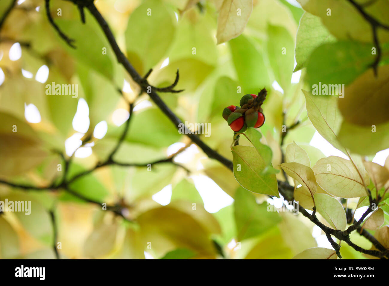 neue rote Früchte unter Blätterdach - Fine Art Fotografie Jane Ann Butler Fotografie JABP947 Stockfoto