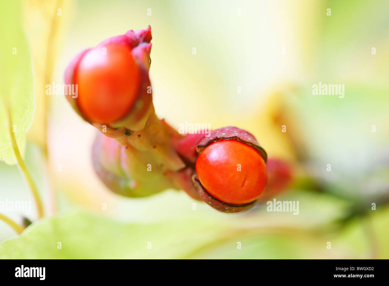 Fruchthülsen im Herbst mit Spinnennetz und Spinne - Fine Art Fotografie Jane Ann Butler Fotografie JABP946 Stockfoto