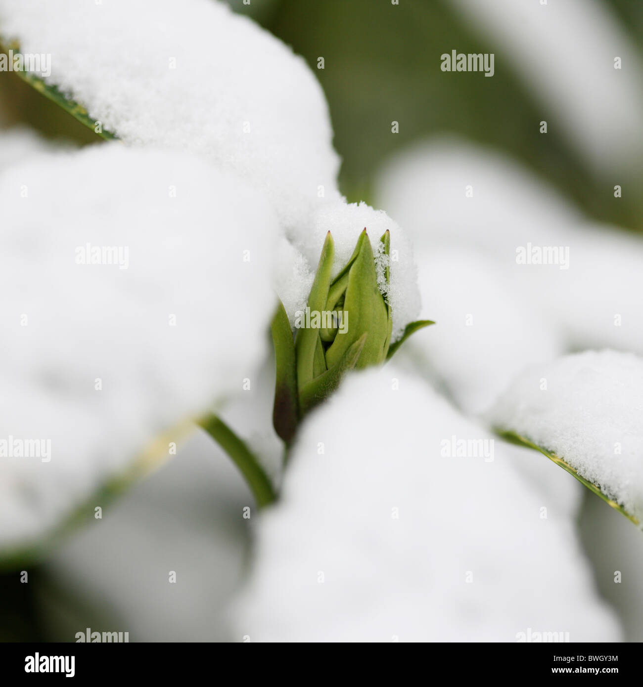 schneebedeckte Acuba Japonica Knospe - Fine Art-Fotografie, Jane Ann Butler Fotografie JABP954 RIGHTS MANAGED Stockfoto