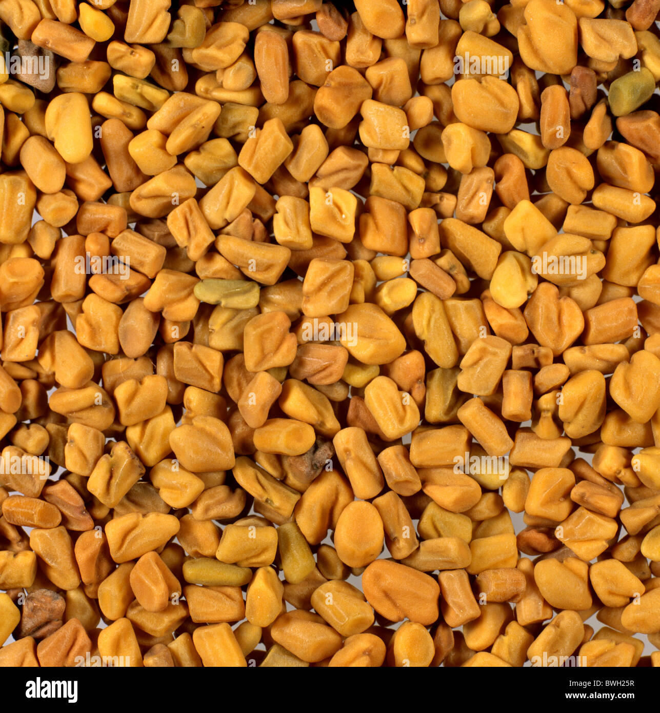 Bockshornklee Samen als Gewürz in der Küche Stockfoto