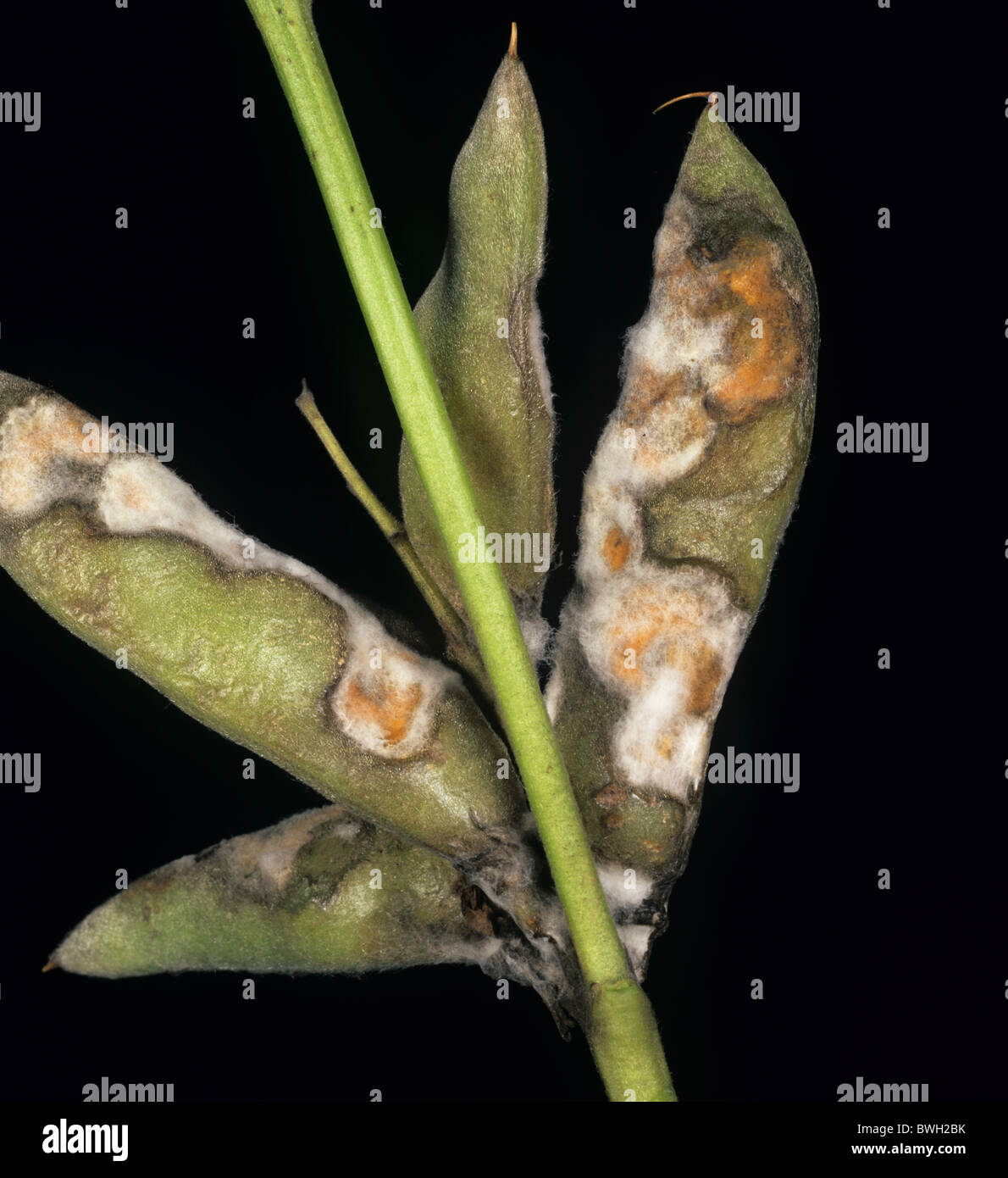 Anthraknose (Colletotrichum Acutatum) & Myzel auf Lupine pod Stockfoto