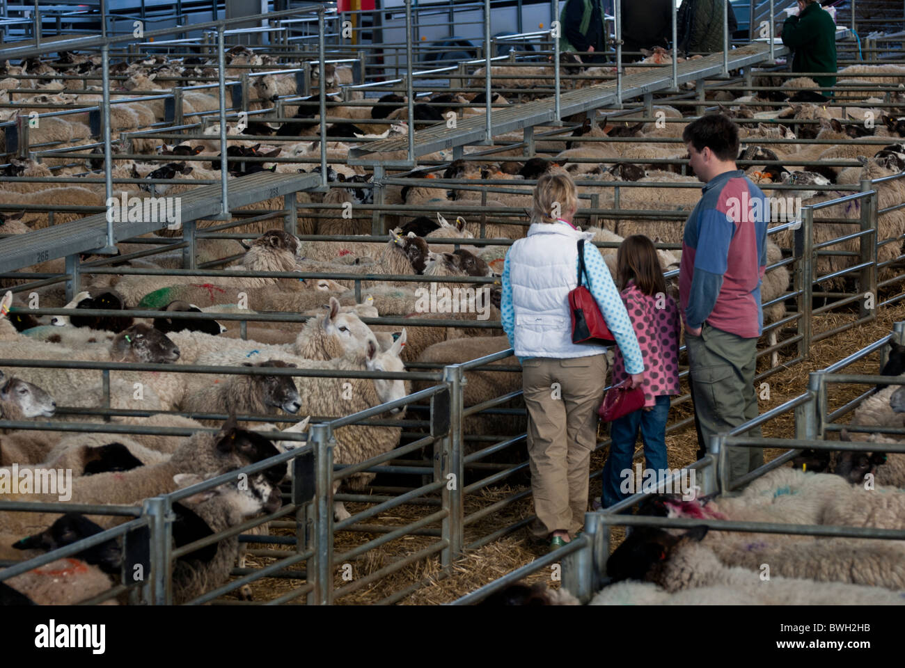 Familie betrachten die Schafe in Melton Mowbray Vieh Markt, Leicestershire, England, UK Stockfoto