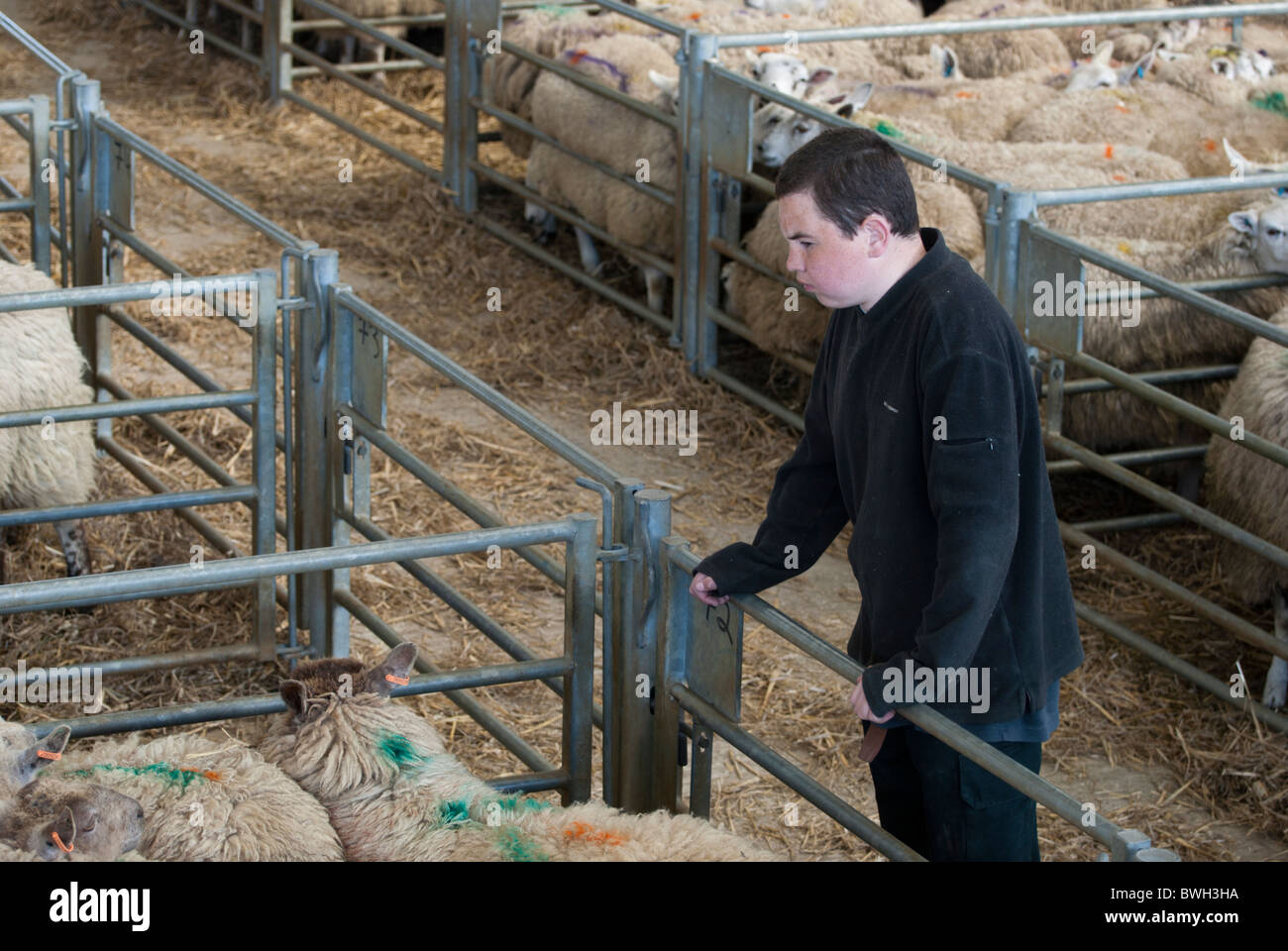 Junglandwirt Blick auf Schafe in einen Stift in Melton Mowbray Vieh Markt, Leicestershire, England, UK. Stockfoto