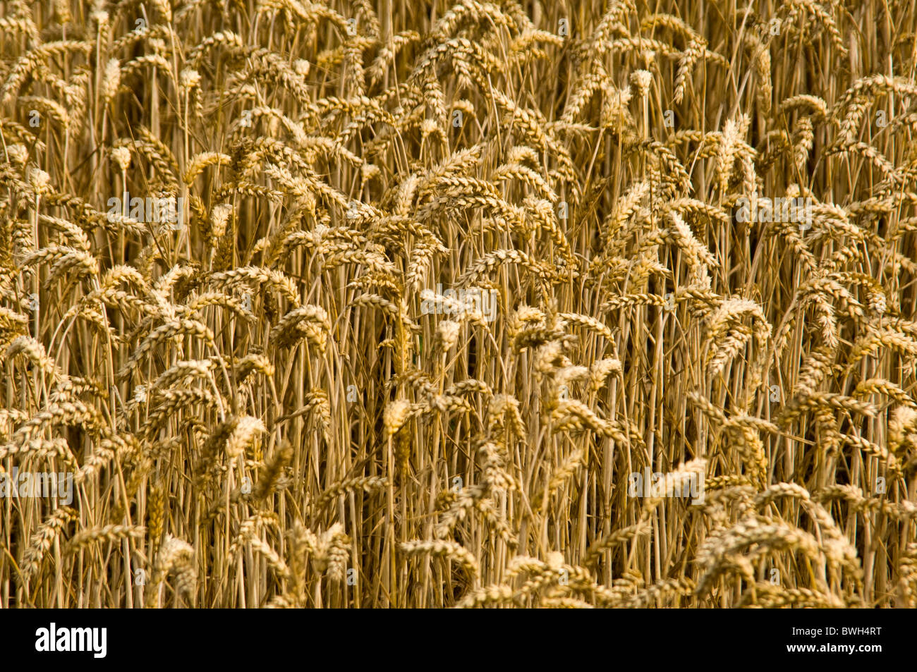 Horizontale Nahaufnahme über ein Feld voller gereiften goldener Weizen an einem sonnigen Sommertag. Stockfoto