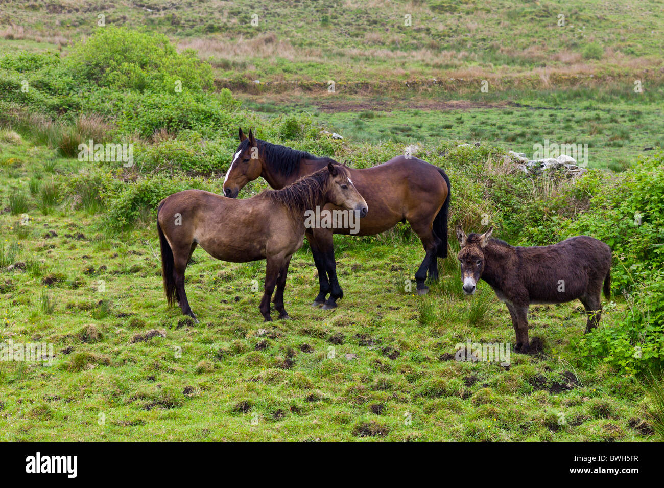 Kleine, mittlere und große irische Pferde und Esel in County Clare, Irland Stockfoto