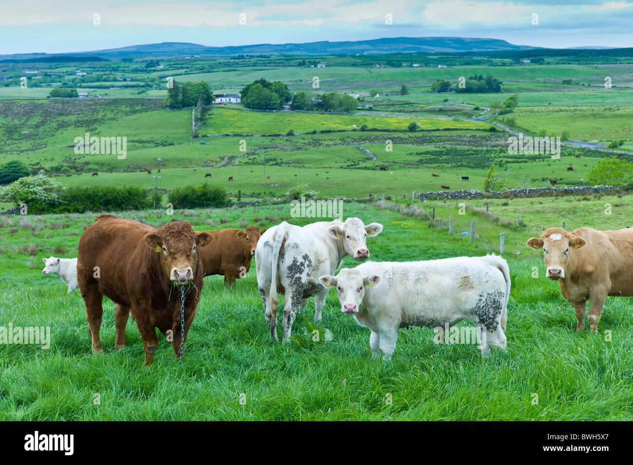 Bull angebunden mit Nasenring und Kette mit Kuhherde in County Clare, Irland Stockfoto