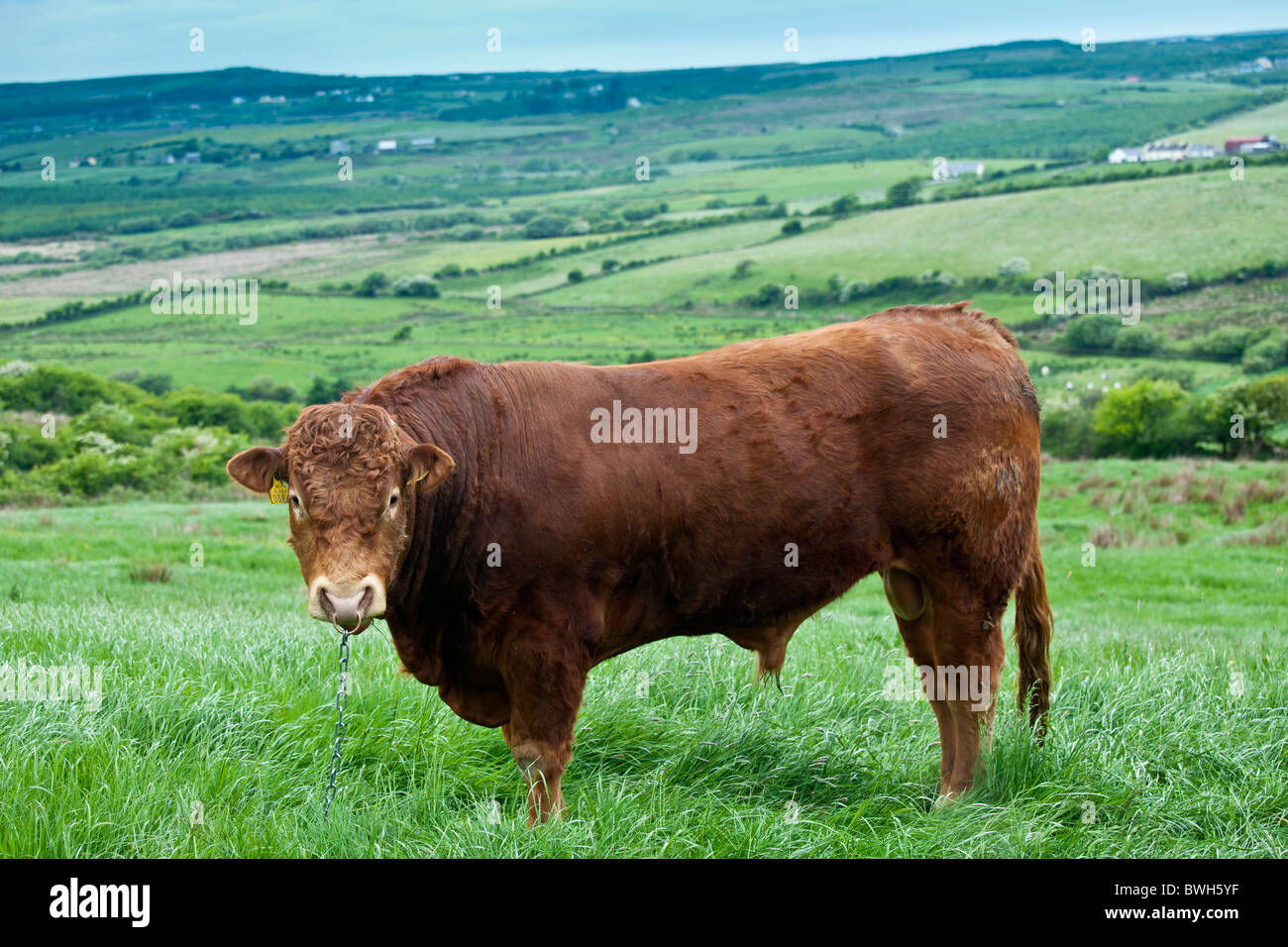 Bull angebunden mit Nasenring und Kette auf der Weide in County Clare, Irland Stockfoto