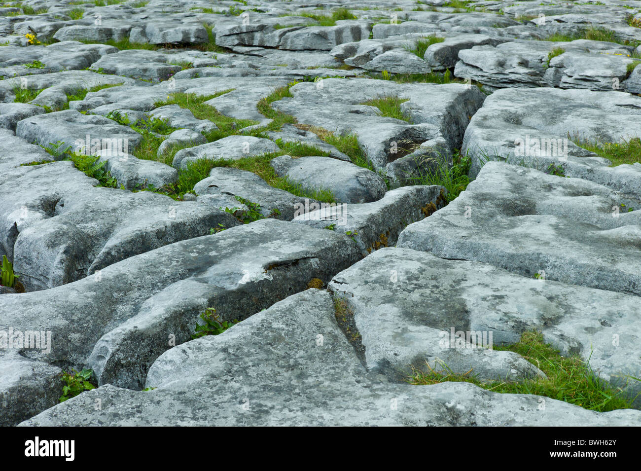 Kalkstein Pflaster vergletscherten Karstlandschaft in Burren, County Clare, Irland Stockfoto