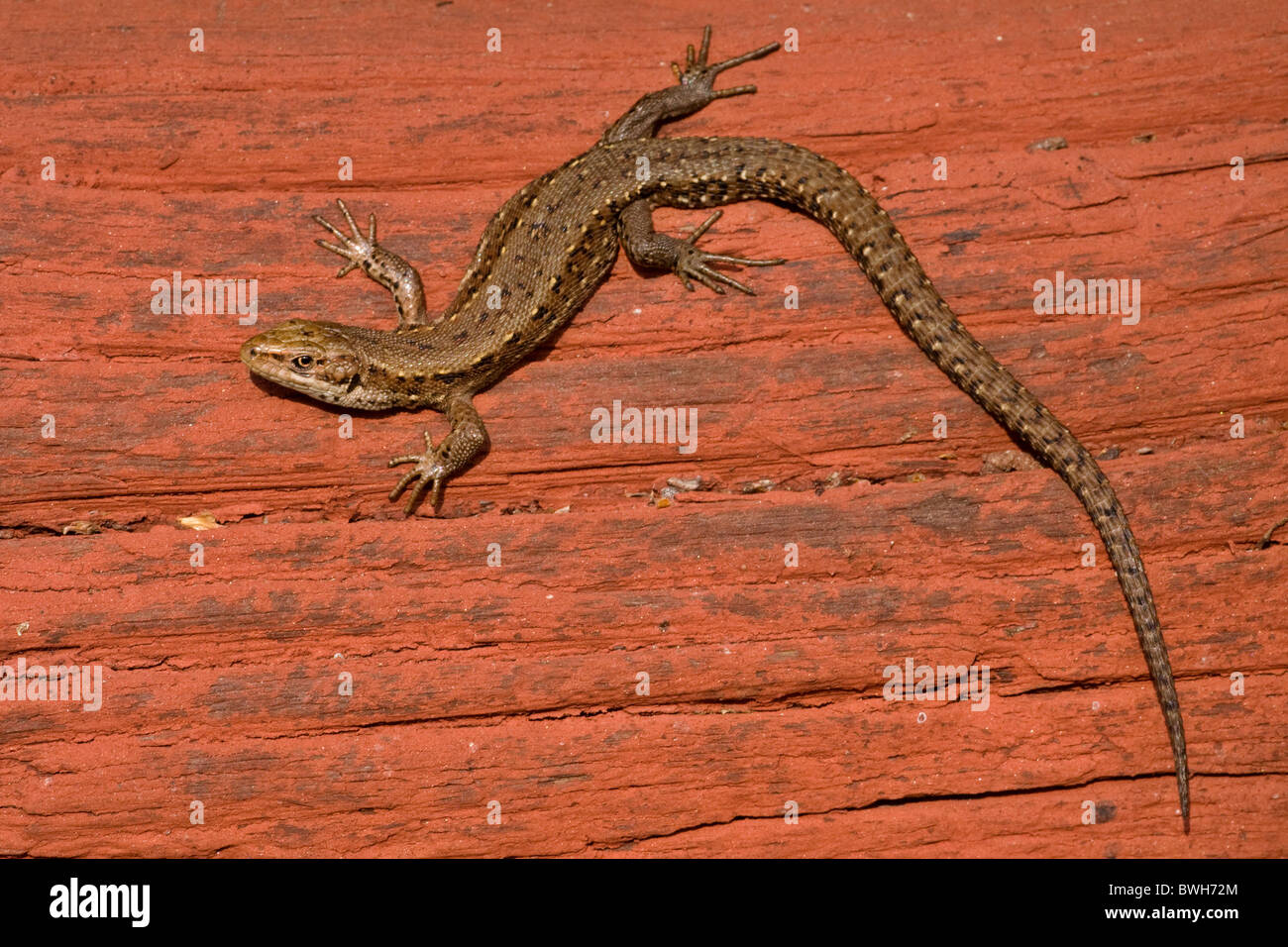 vivipare Eidechse Stockfoto