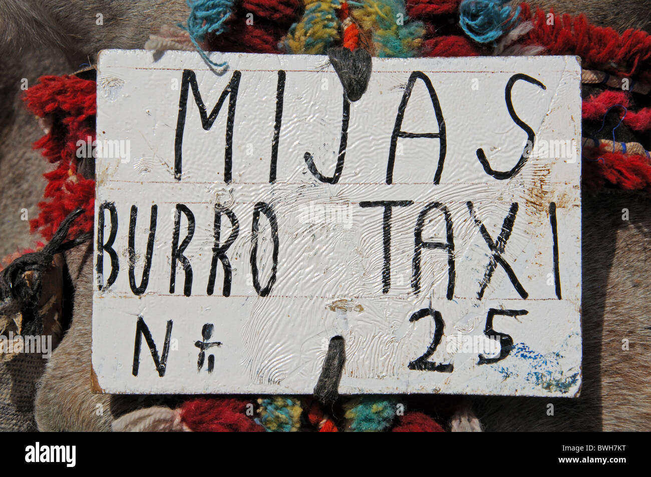 Anmelden des Esels Kopf, Burro Taxi (Eselreiten), Mijas, Costa Del Sol, Provinz Malaga, Andalusien, Südspanien, Westeuropa. Stockfoto