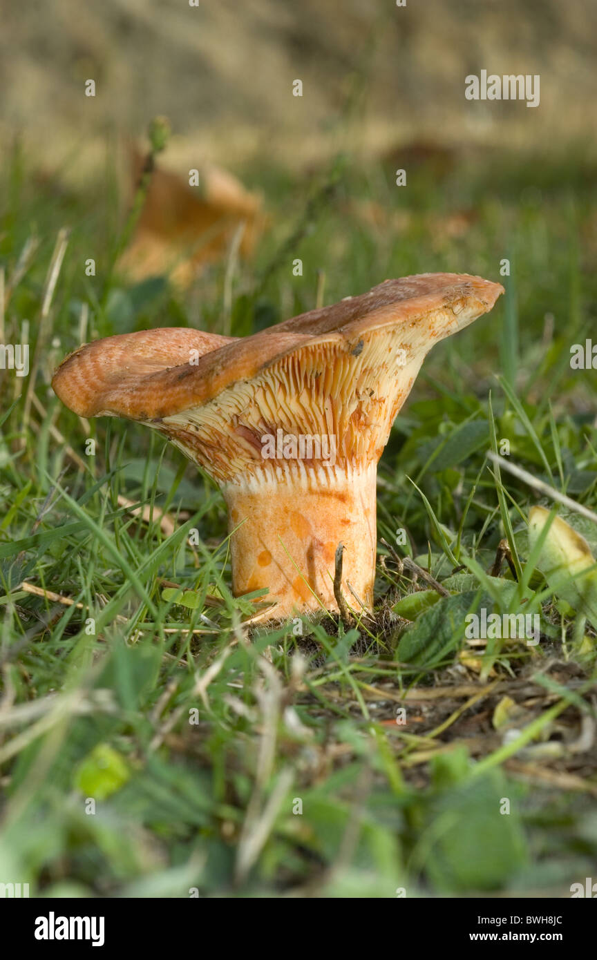 Safran-Milch Mütze oder Red Pine Mushroom (Lactarius Deliciosus) Stockfoto