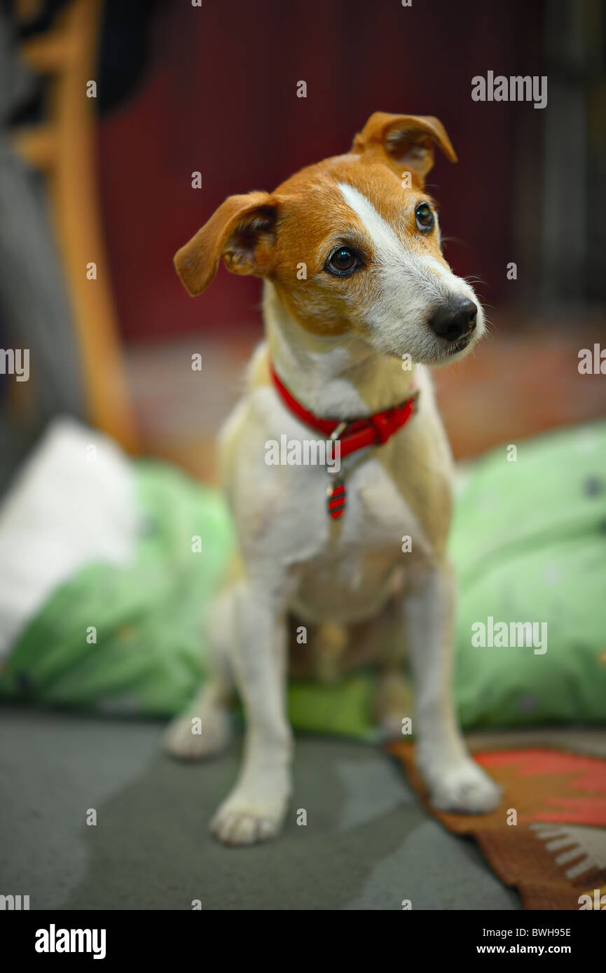 Parson Jack Russell Terrier in charakteristische Pose, mit selektiven Fokus auf Augen sitzen Stockfoto
