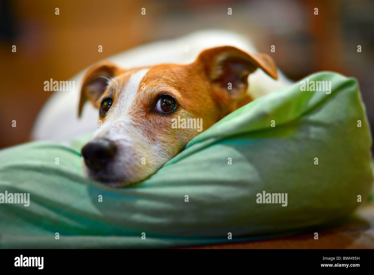 Parson Jack Russell Terrier ruht auf seinem Bett mit selektiven Fokus auf Augen Stockfoto