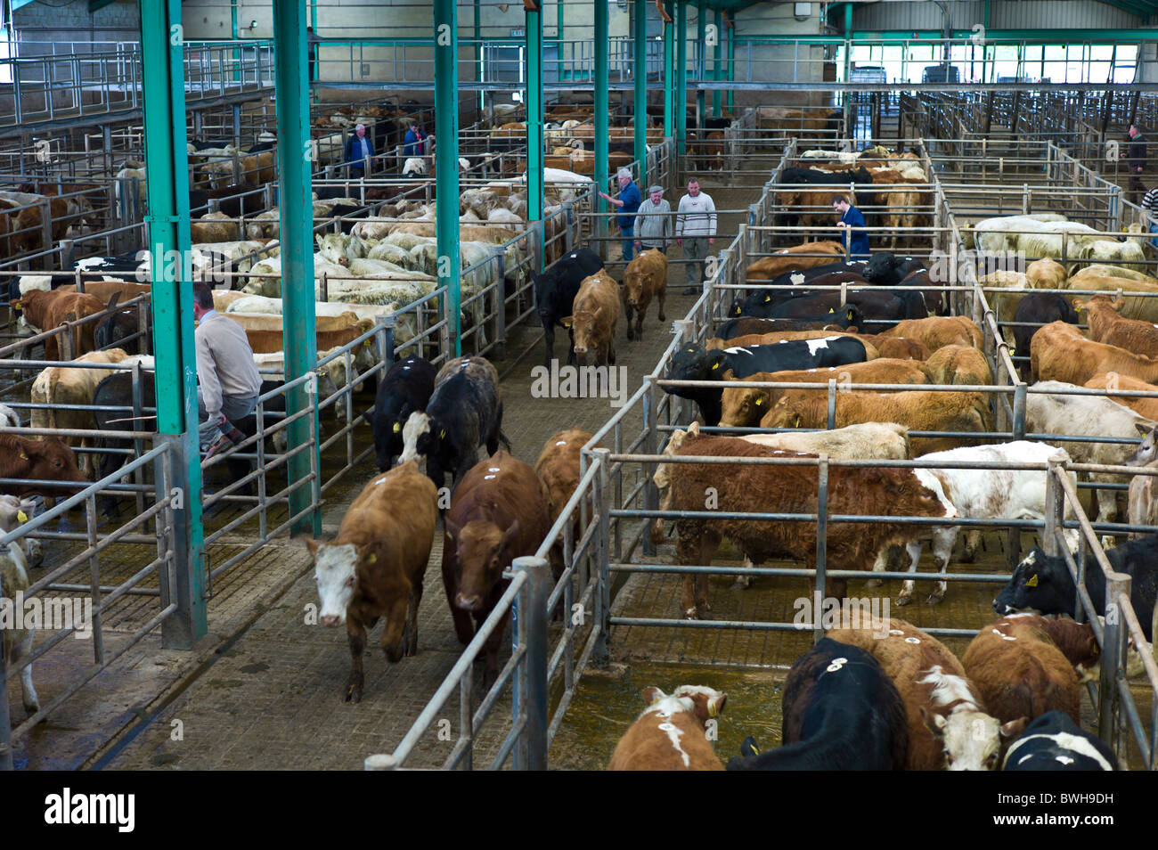Vieh eng zusammengepfercht in einem Stift bei Viehversteigerung in Ennis, County Clare, Irland Stockfoto