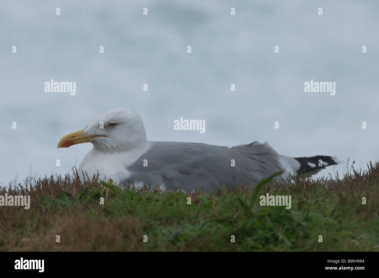 Gelb-legged Möve (Larus Michahellis) Stockfoto