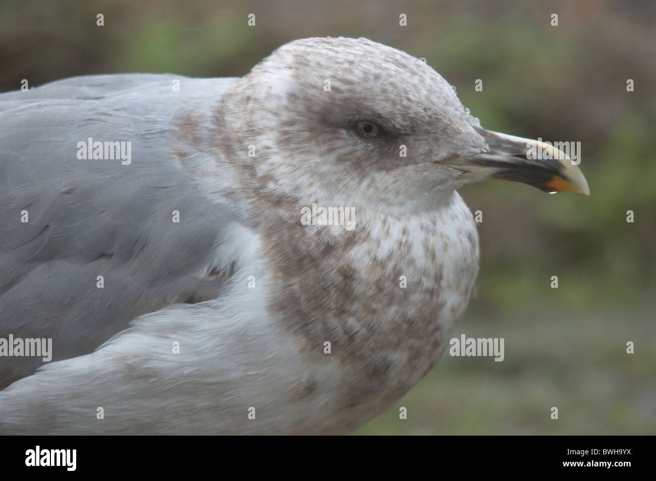 Junge Yellow-legged Möve (Larus Michahellis) Stockfoto