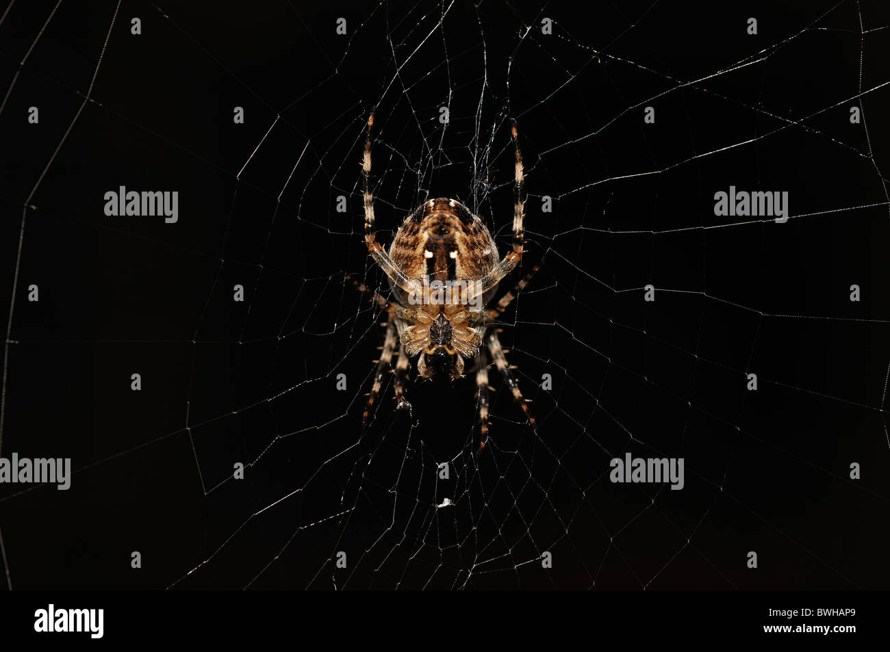 Europäische Kreuzspinne, Diadem Spider oder Cross Spider (Araneus Diadematus) in einem web Stockfoto