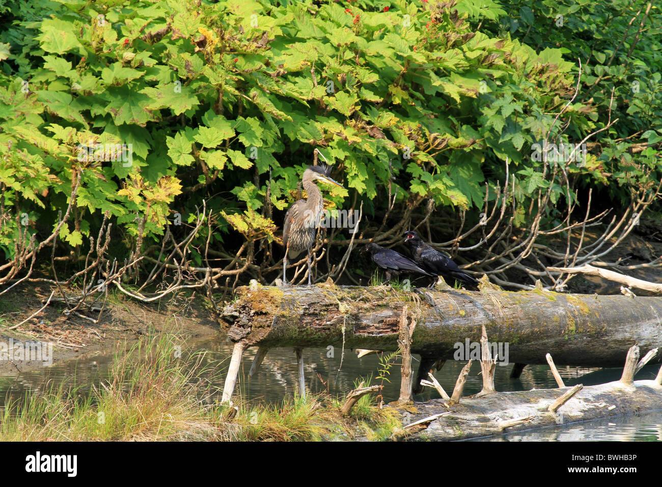 Reiher und Raben thront auf einem Baumstamm in Hyder, Alaska Stockfoto