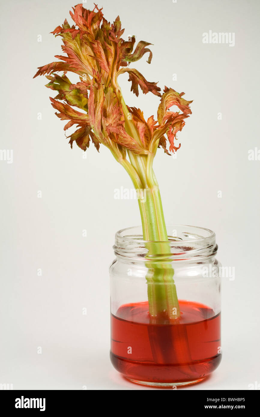 Wasser & rot Food Coloring hochschieben Stengel Sellerie durch den Prozess der Osmose Stockfoto Wasser & rot Food Coloring hochschieben Stengel Sellerie durch den Prozess der Osmose Stockfoto