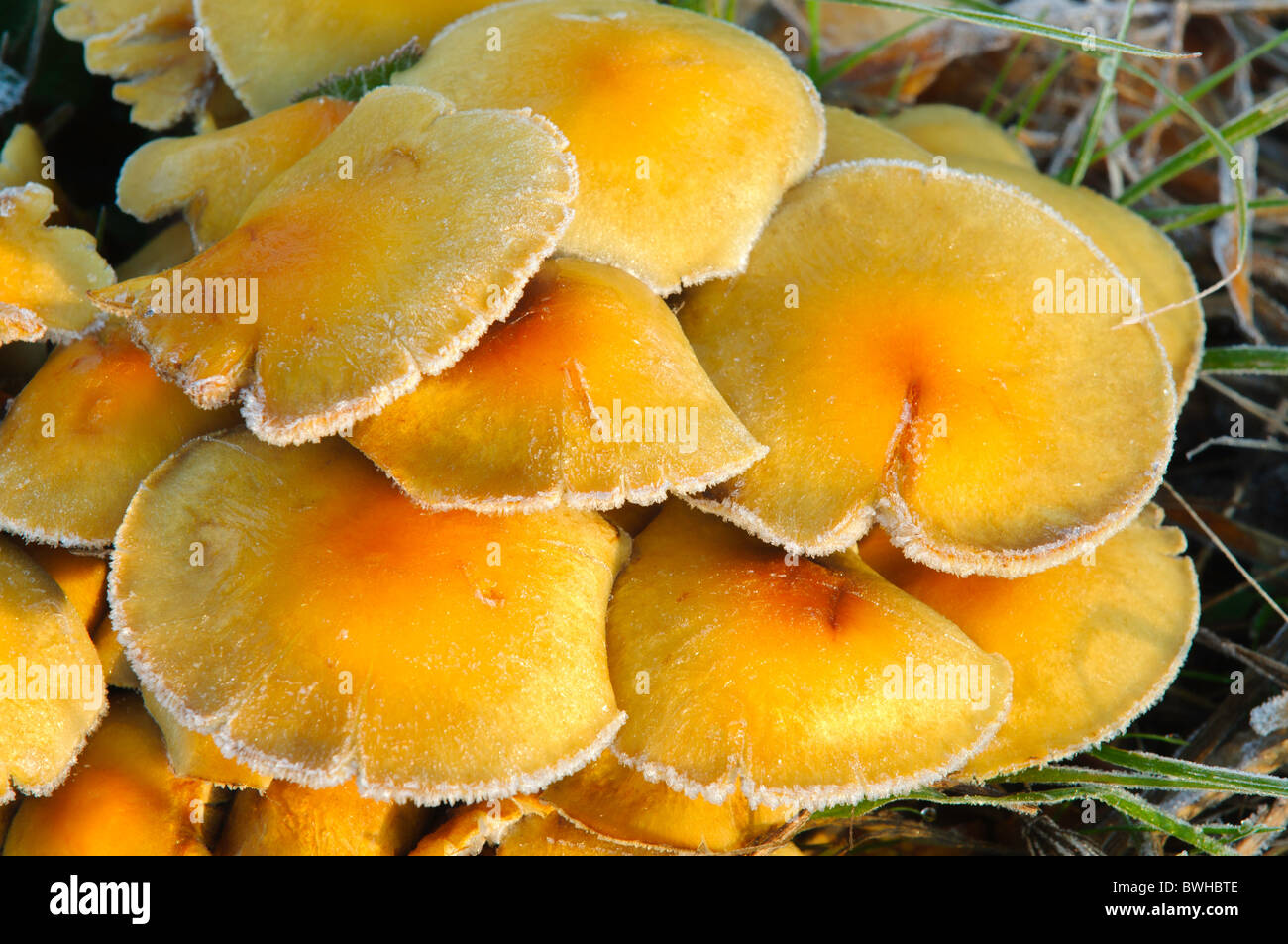 Wilde Pilze gefroren von einem späten Herbst Frost im November. Stockfoto