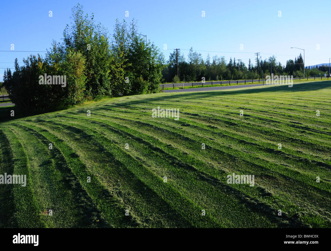 Frisch gemäht Rasen mit markanten Track Markierungen am Abend Stockfoto