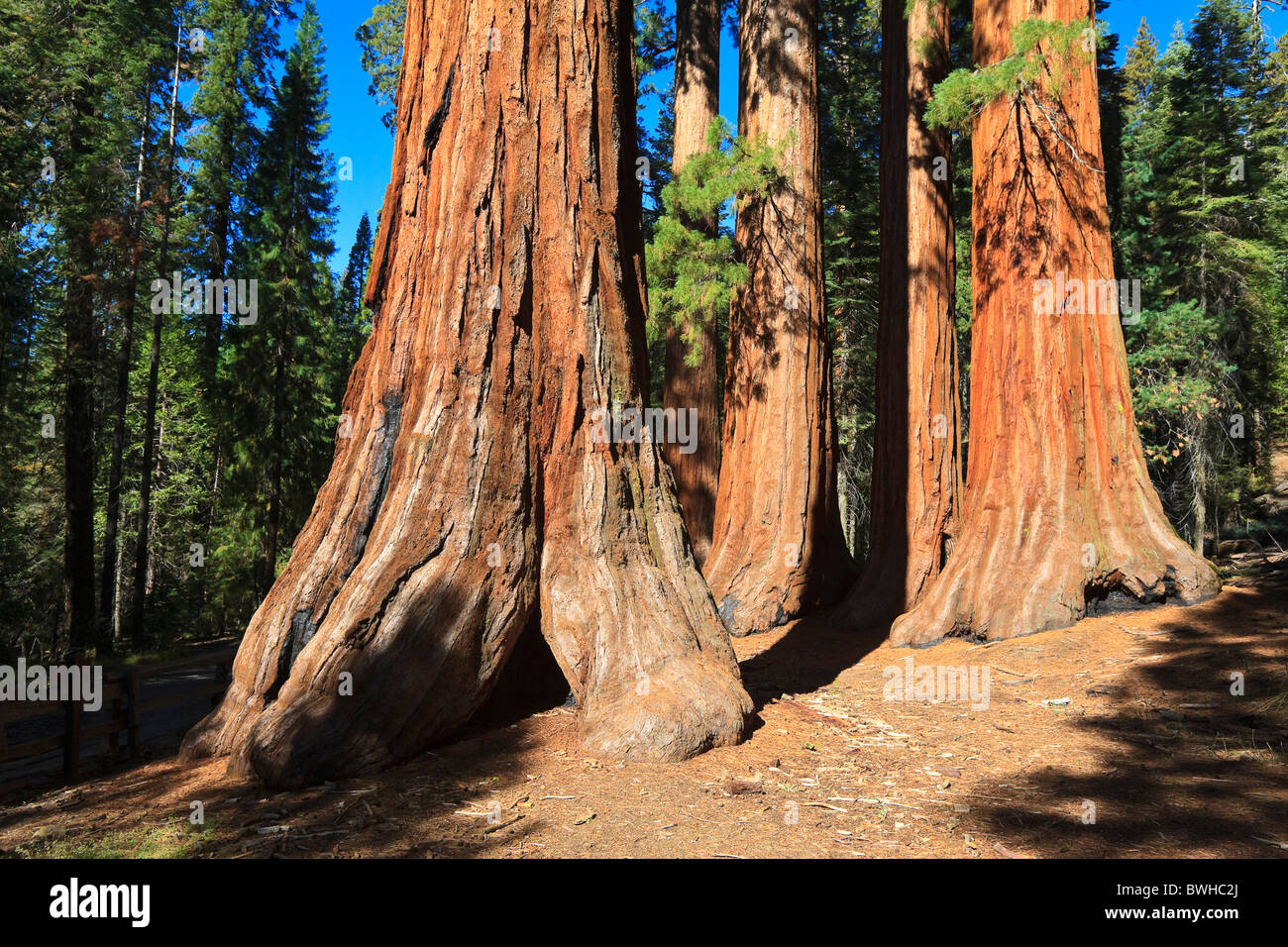 Mammutbäume im Foresta, Yosemite West, Yosemite Nationalpark, Kalifornien, USA, Nordamerika Stockfoto