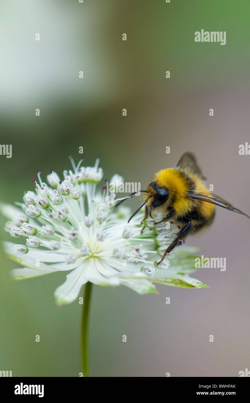 Eine Biene sammelt Pollen von einer Blume Astrantia Stockfoto