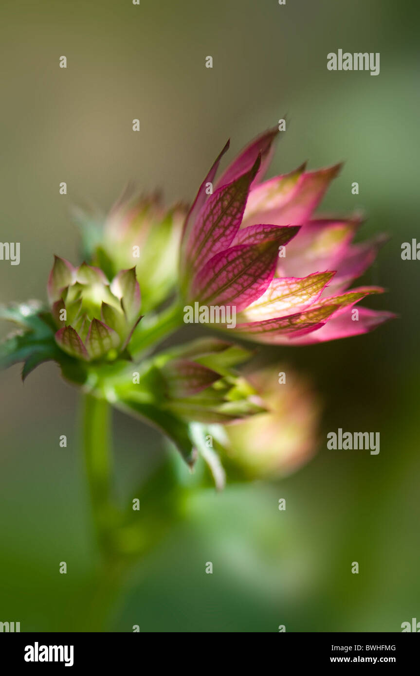 Ungeöffnete Blüte von Astrantia major "Bo Ann" Stockfoto