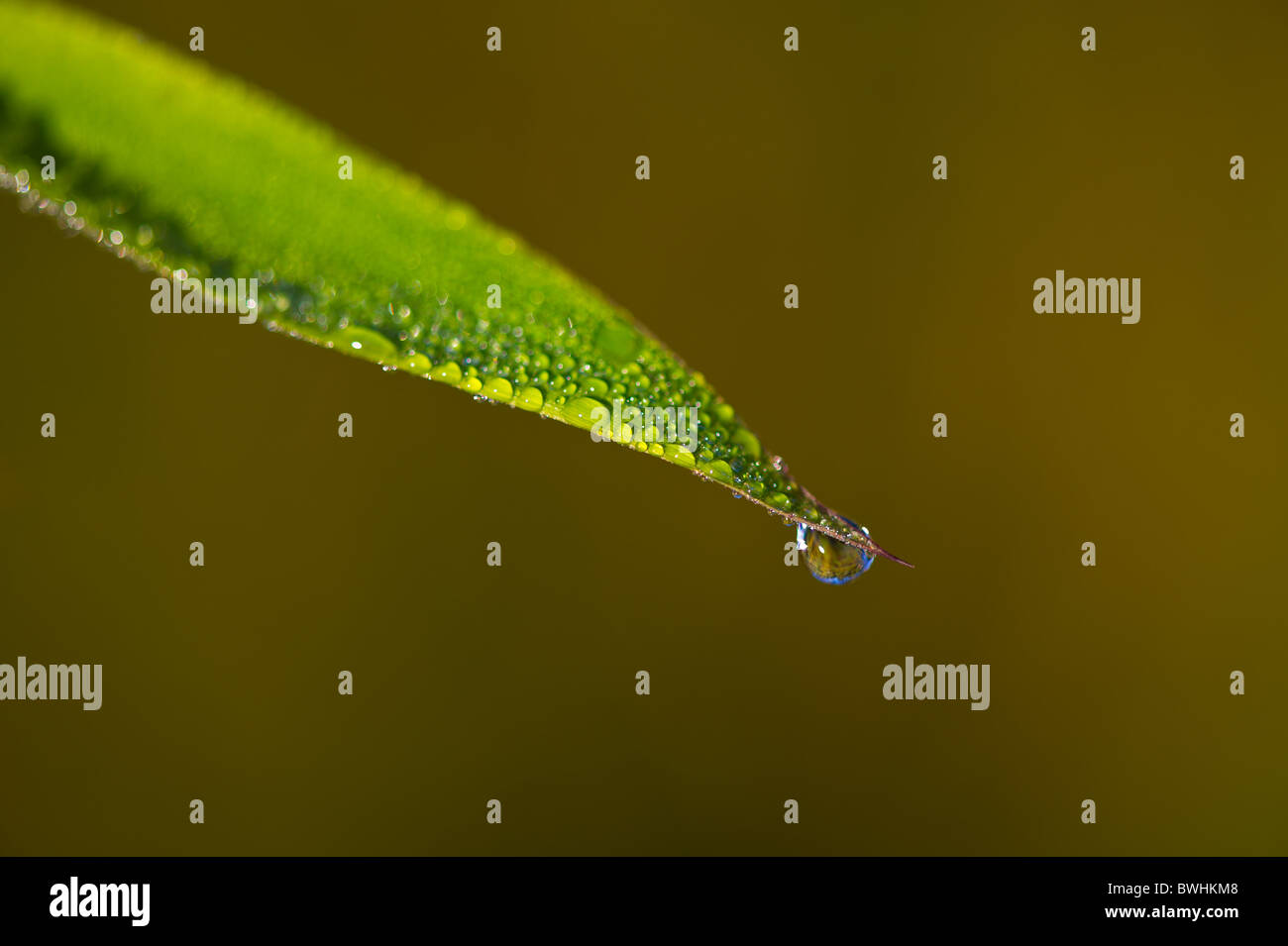 Makro-Ansicht des Taus auf Bambusblatt Stockfoto
