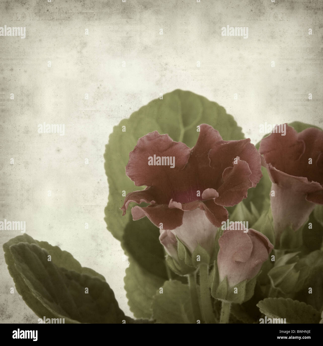altes Papierhintergrund mit roten Blütenpflanze Sinningia Speciosa (Blumengeschäft Gloxinia) strukturiert Stockfoto