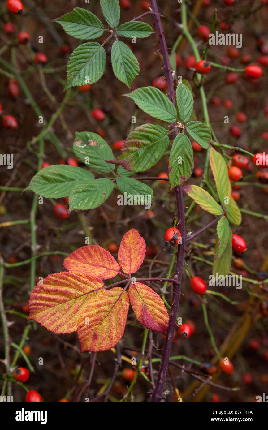 Bramble verlässt Rubus Fruticosus und Hagebutten-November Stockfoto