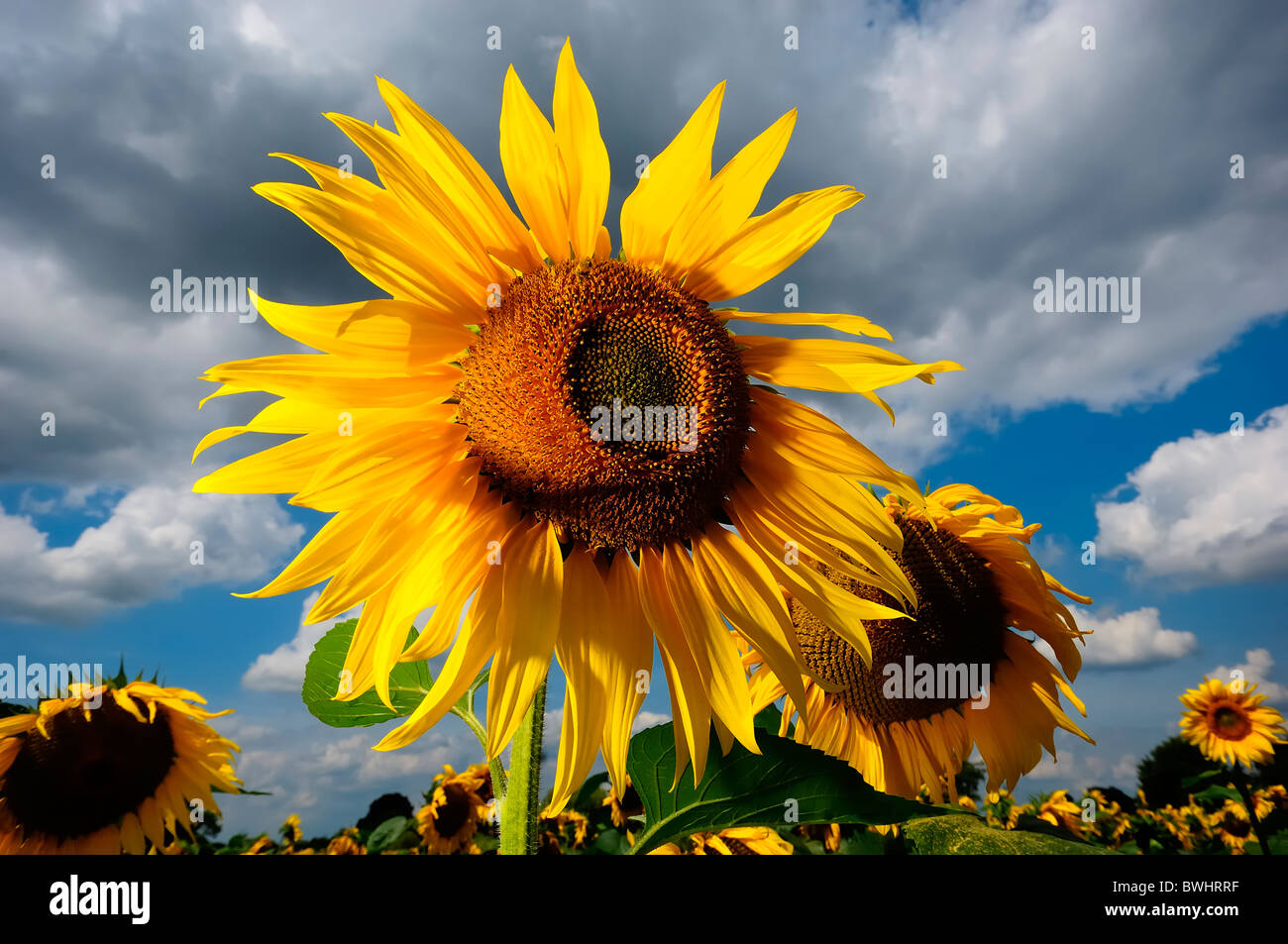 großen Sonnenblumenfeld Sonne blauer Himmel gelb Stockfoto