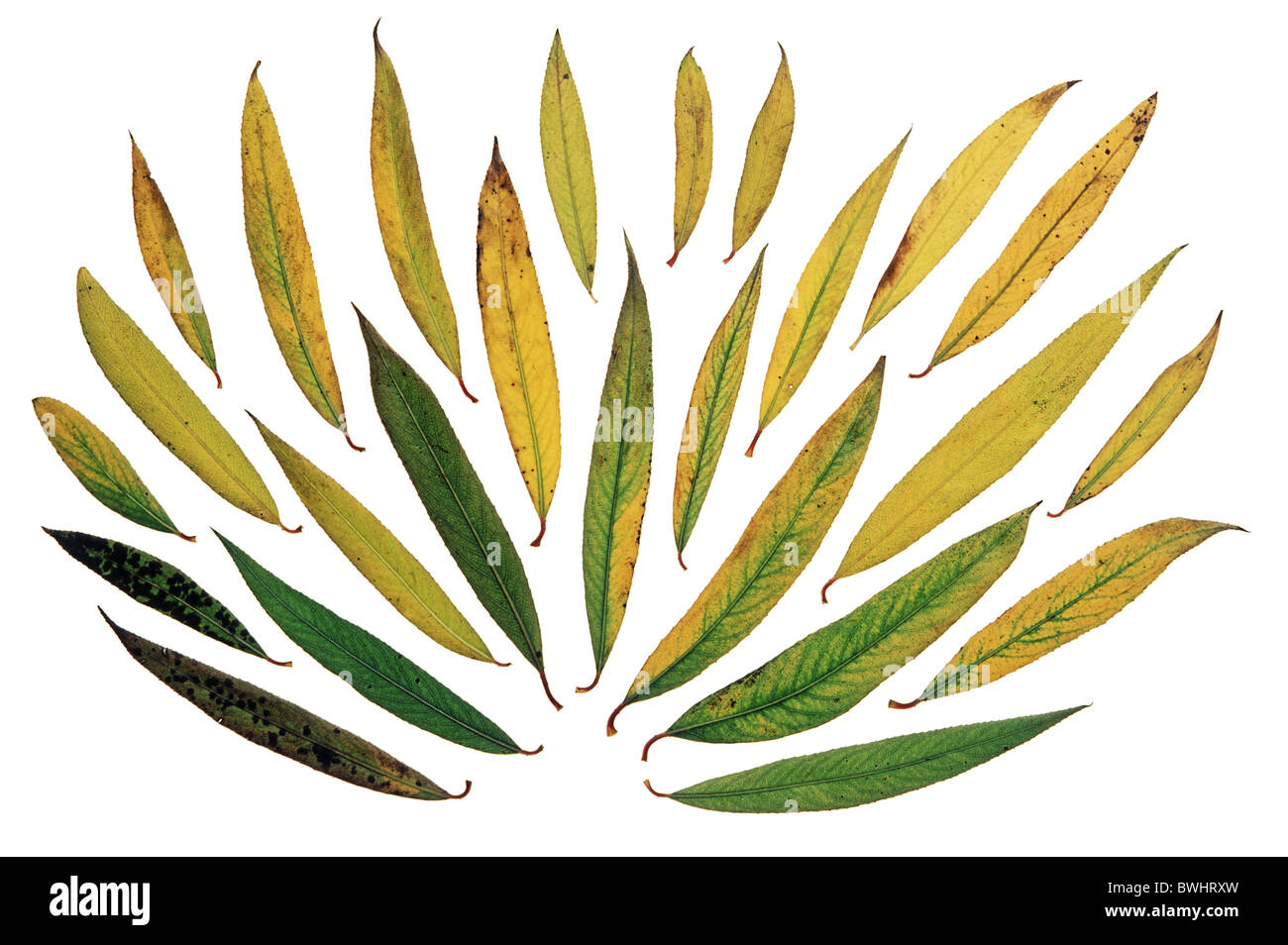 Silberweide Salix Alba Weide Weidenblatt verlässt Laub im Herbst Herbst Farben-studio Stockfoto