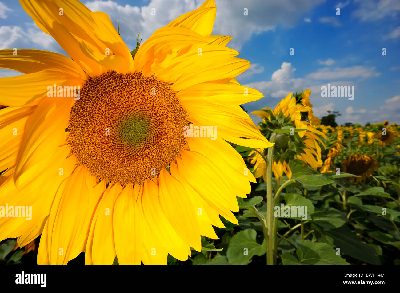 große Sonnenblume im Feld Stockfoto