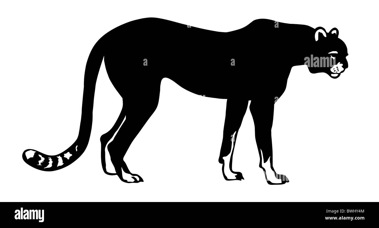 Vektor-Illustration der asiatischen Cheeta auf weißem Hintergrund Stockfoto