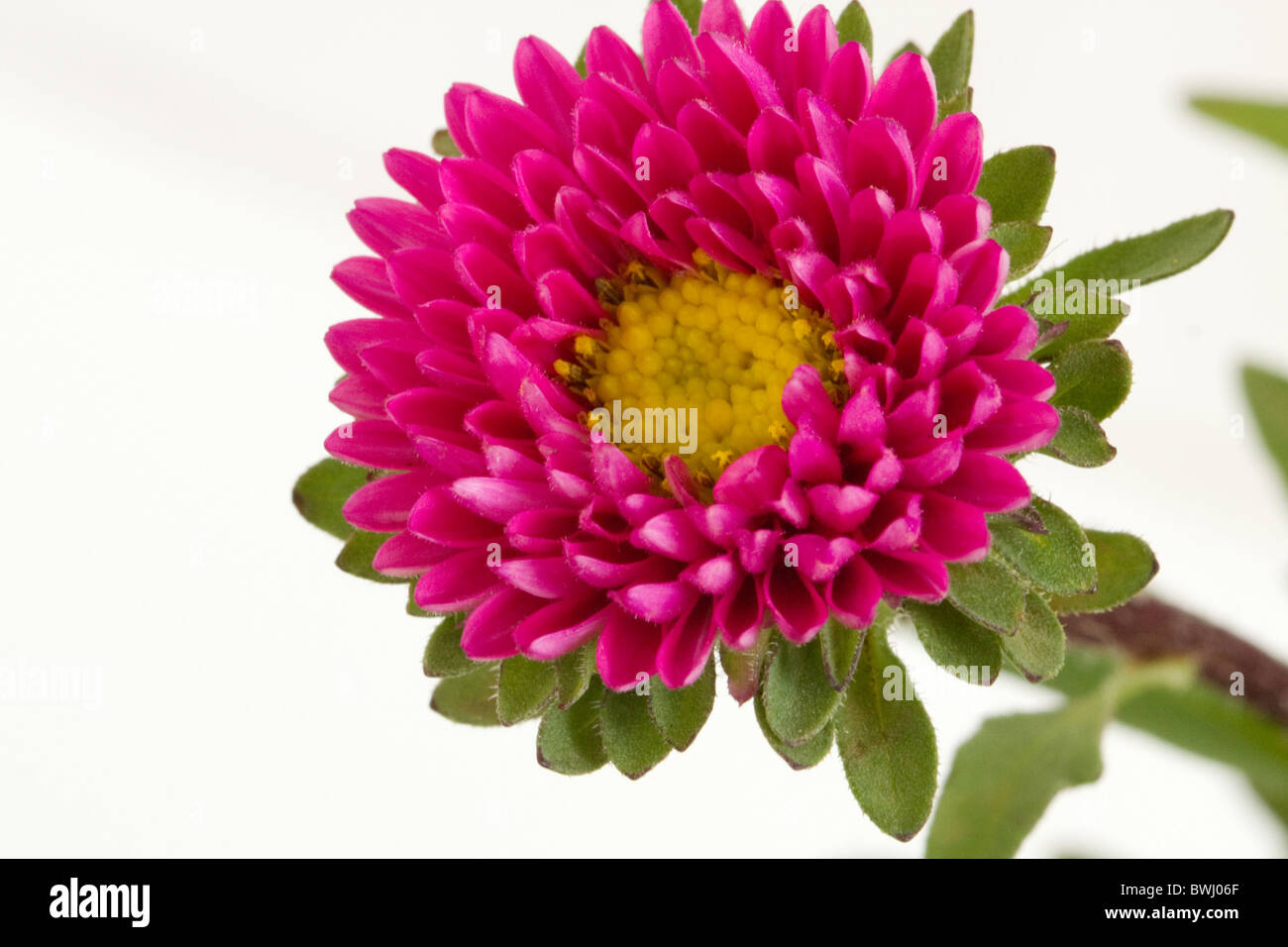 Rote China Aster Blume vor weißem Hintergrund Stockfoto