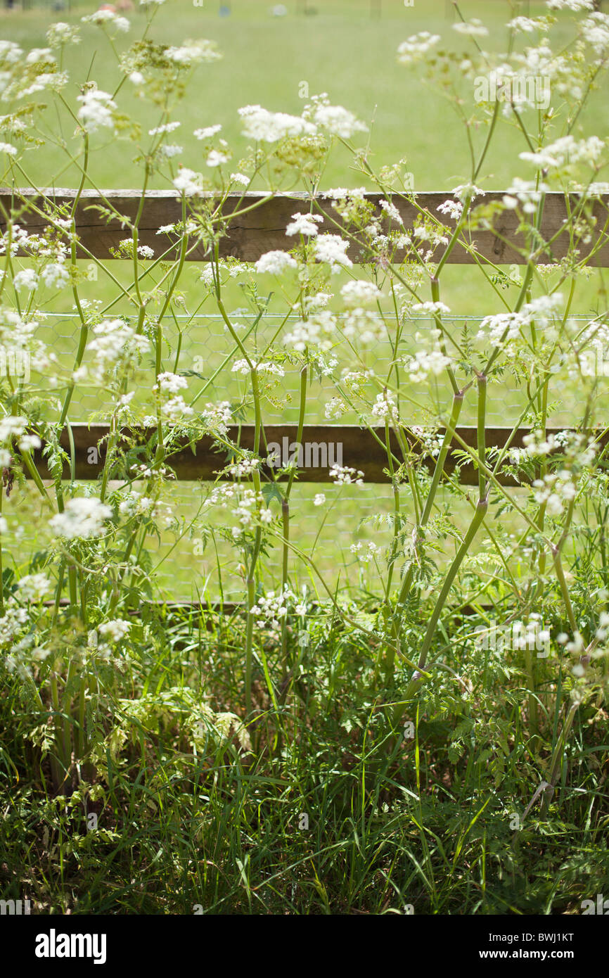 Kuh Petersilie durch einen Zaun Stockfoto