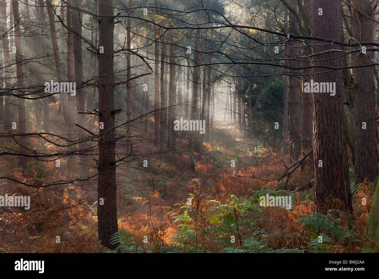 Gemischte Wälder und am frühen Morgen Nebel Norfolk UK Anfang November Stockfoto
