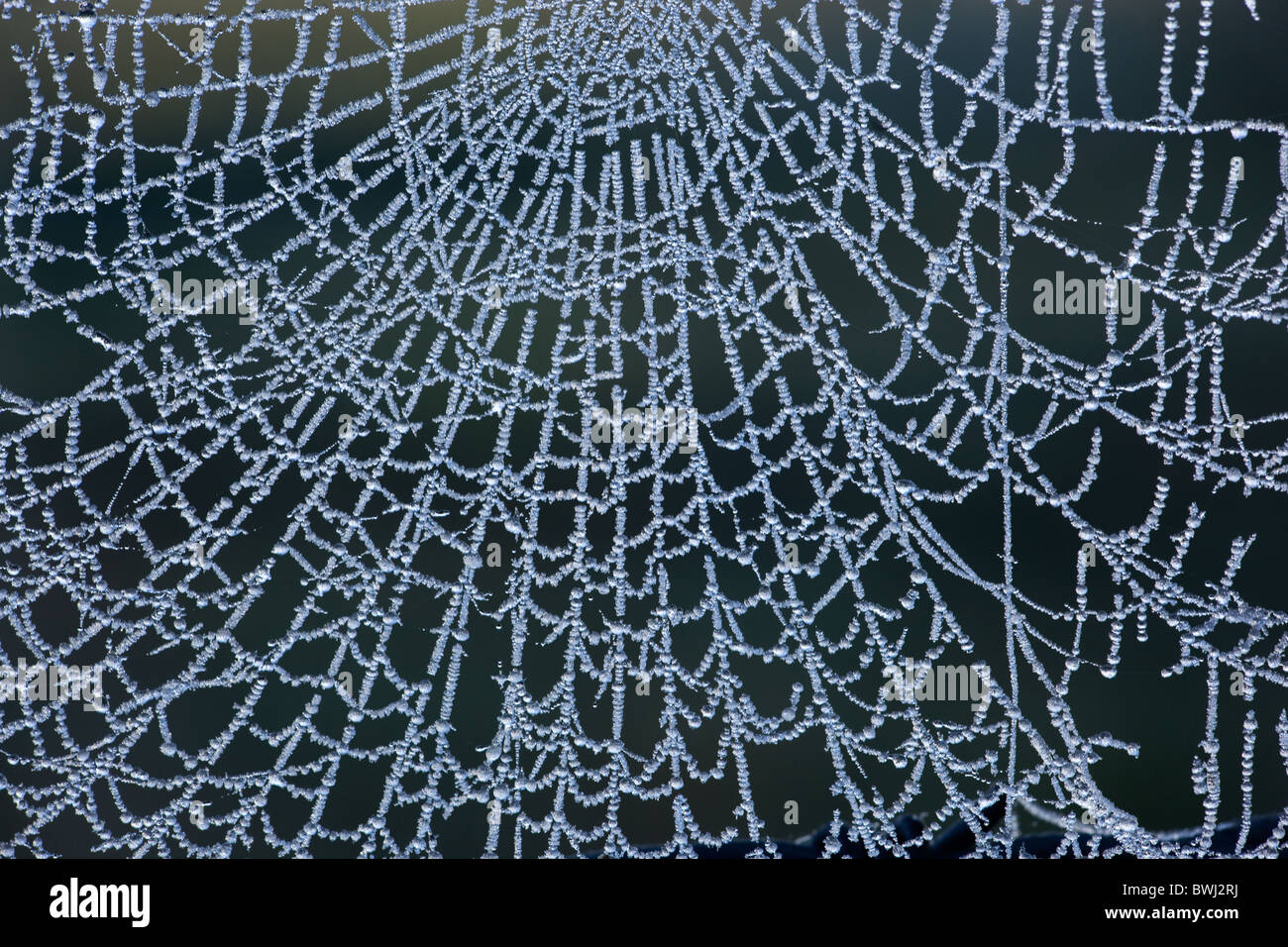 Spinnen-Netz in Frost am Drahtzaun Stockfoto
