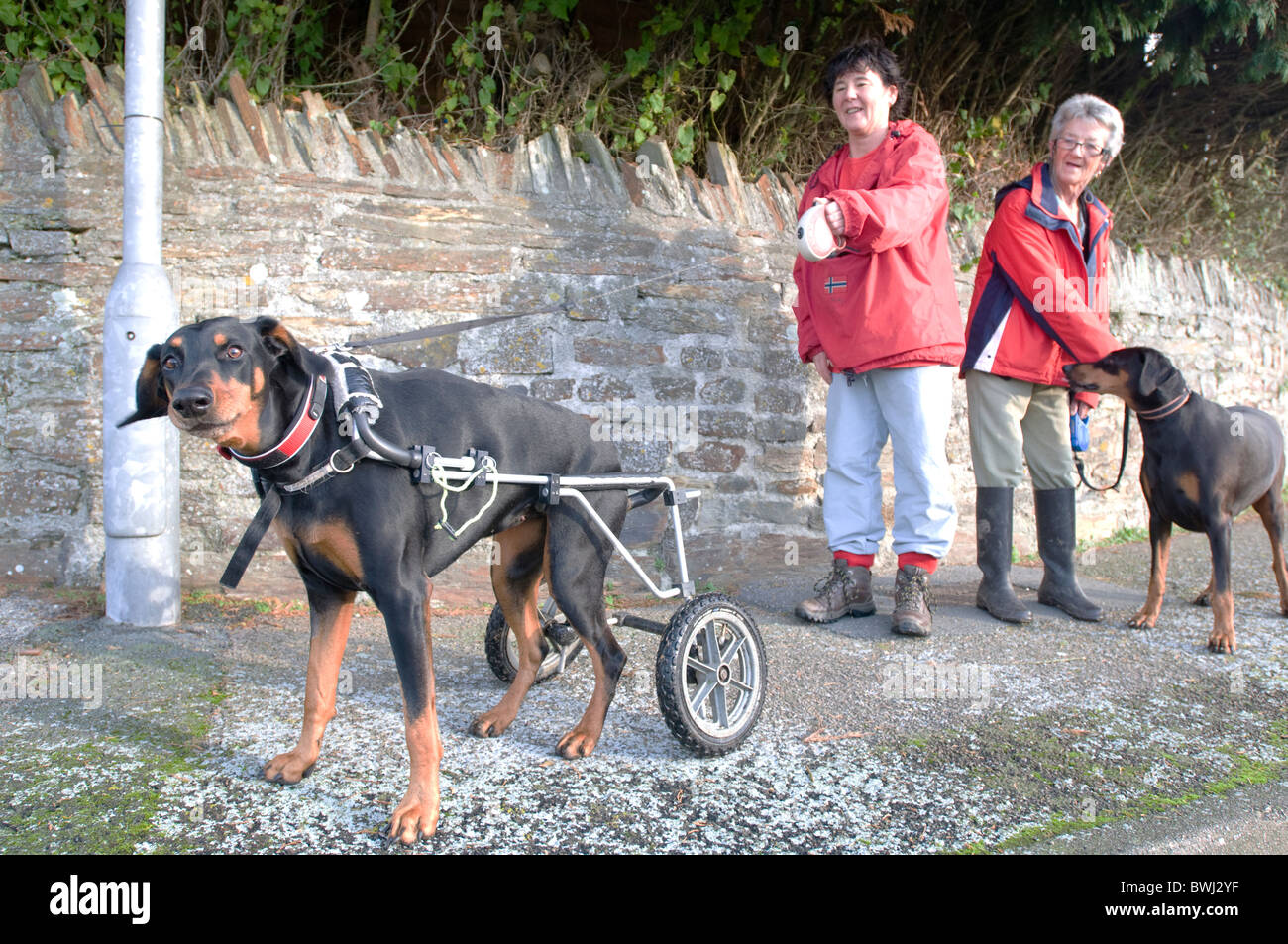 Mit Rädern ausgestattet, ein Hund, der eine Wirbelsäulenverletzung erlitten hat. Stockfoto
